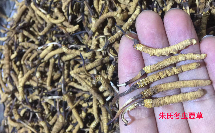 巴青縣那曲蟲草圖片