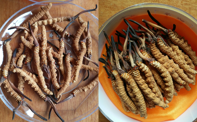 那曲縣那曲蟲草圖片