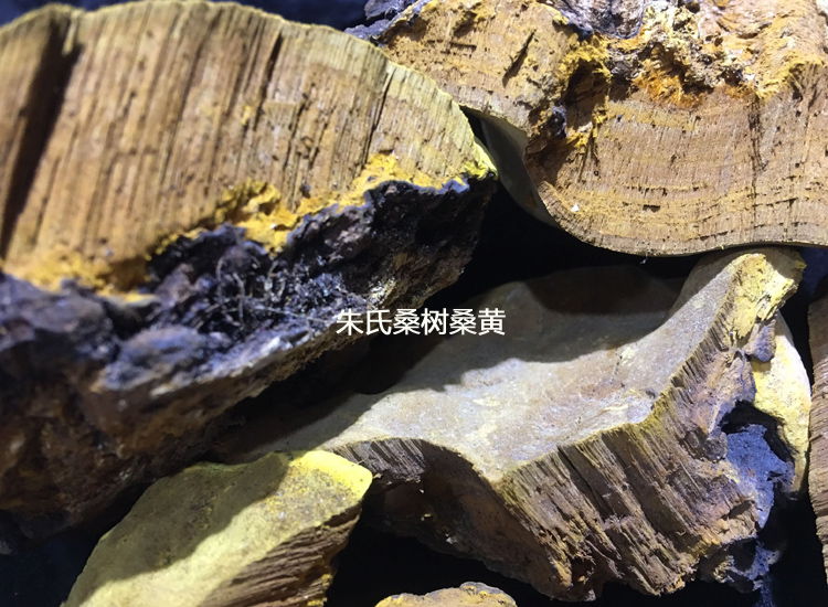 真正的野生桑黃切面圖片