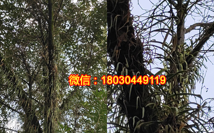 野生老撾化石草是什么樣子 野生老撾化石草是什么樣子