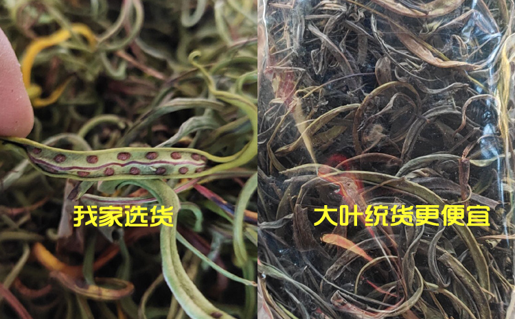 老撾化石草圖片 老撾化石草圖片