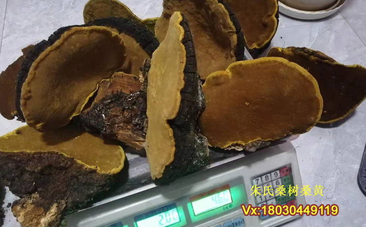 桑樹桑黃圖片 桑樹桑黃圖片