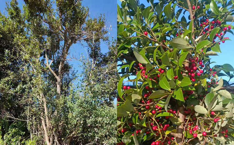 鐵冬青圖片 鐵冬青圖片