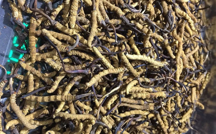 冬蟲夏草一克4根圖片 冬蟲夏草一克4根圖片