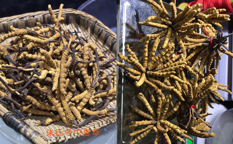 三級那曲冬蟲夏草圖片 三級那曲冬蟲夏草圖片