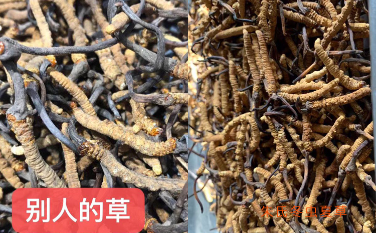 三級冬蟲夏草對比 三級冬蟲夏草對比