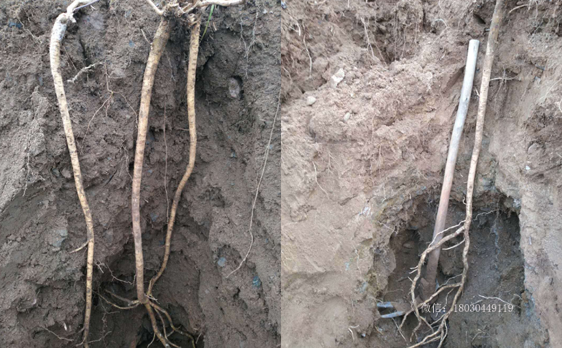 野生黃芪采挖圖片