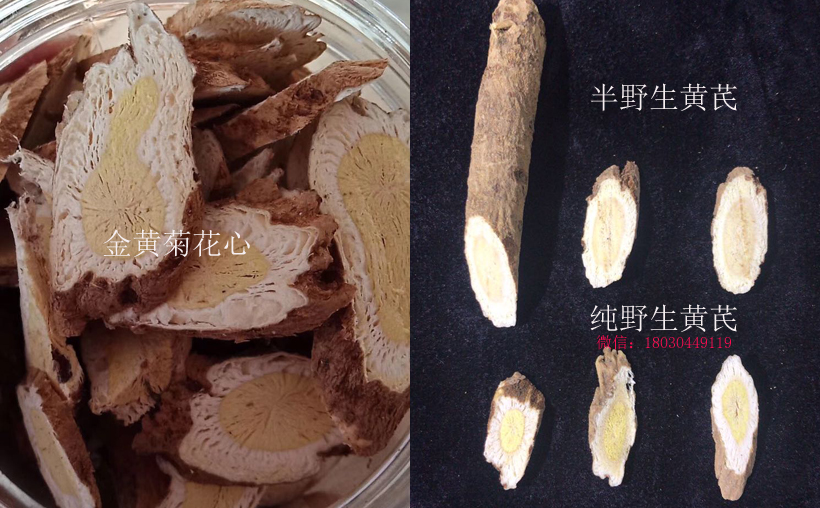 野生黃芪和半野生黃芪區(qū)別圖片