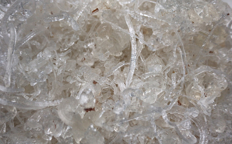 緬甸龍須雪燕圖片