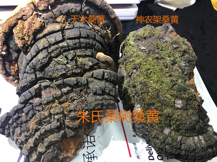 甘肅桑黃和神農(nóng)架桑黃對比圖