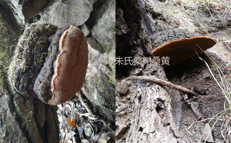 桑樹上的桑黃圖片