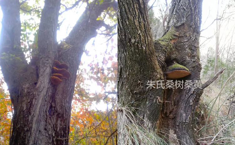 桑樹上的桑黃菌圖片