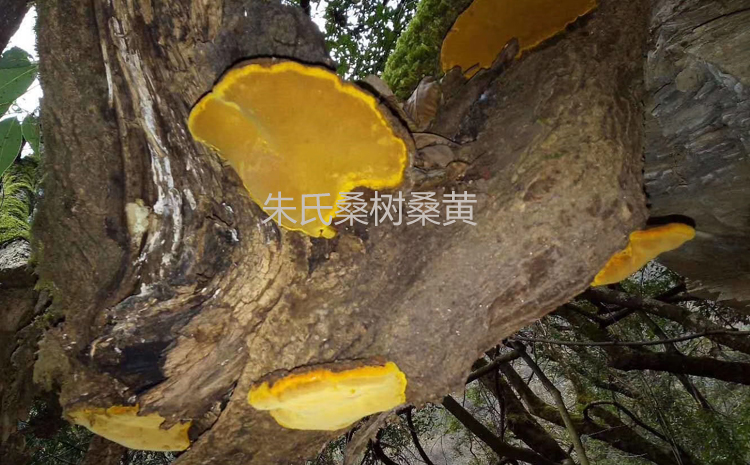 野生桑黃菌圖片