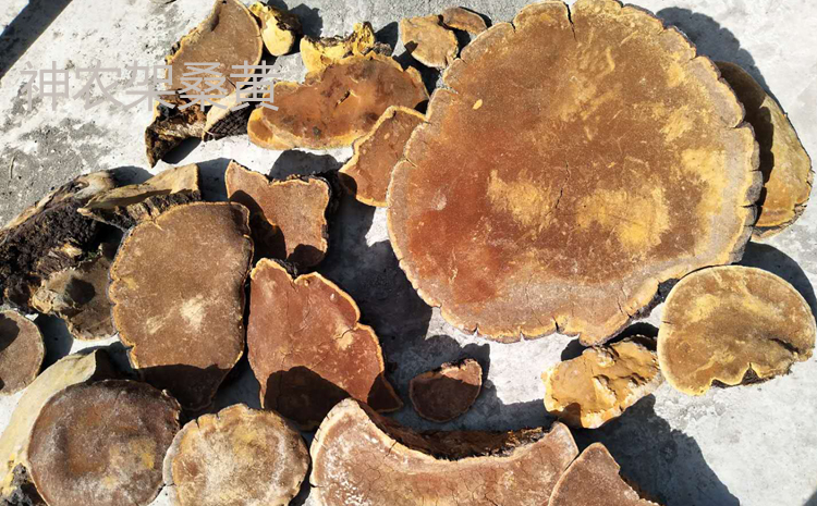 神農架桑黃圖片 神農架桑黃圖片