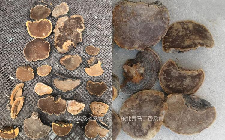 神農架桑黃和暴馬丁桑黃區別圖片 神農架桑黃和暴馬丁桑黃區別圖片