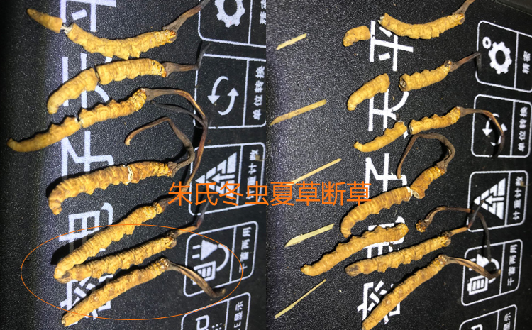 冬蟲夏草里面有竹簽圖片