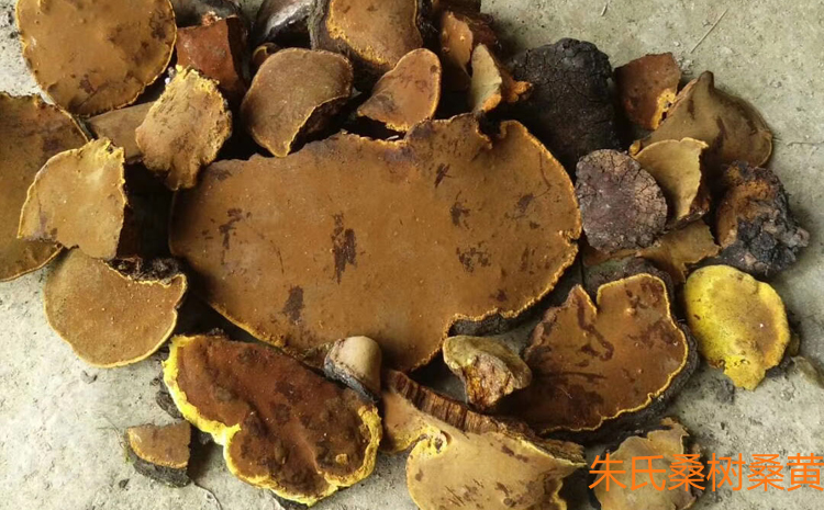 野生桑黃圖片 野生桑黃圖片