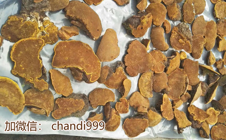 野生桑樹桑黃圖片 野生桑樹桑黃圖片