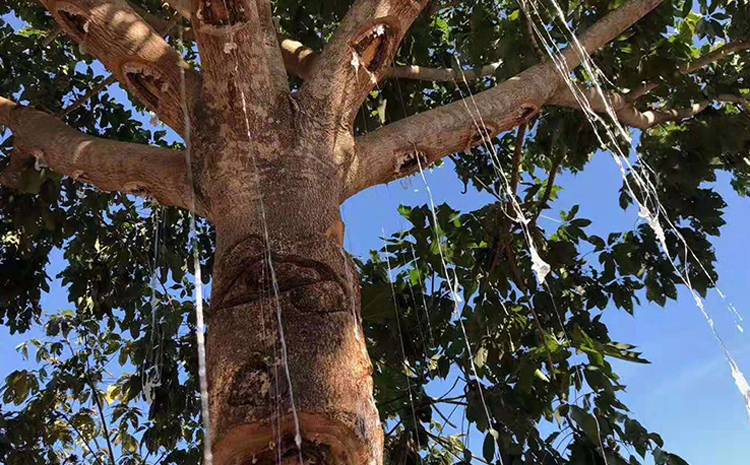 龍須雪燕樹圖片 龍須雪燕樹圖片