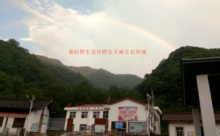 秦嶺野生天麻生長環(huán)境