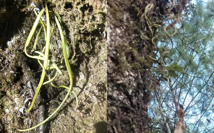真正化石草細節圖片 真正化石草細節圖片