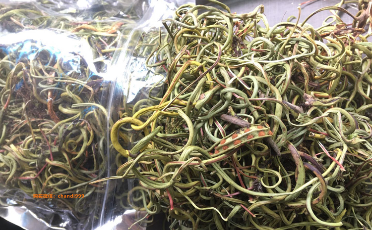 老撾化石草圖片 老撾化石草圖片
