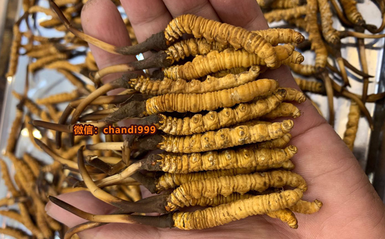 新鮮冬蟲夏草圖片