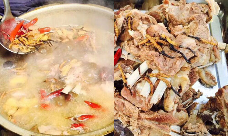 冬蟲夏草燉羊肉圖片 冬蟲夏草燉羊肉圖片