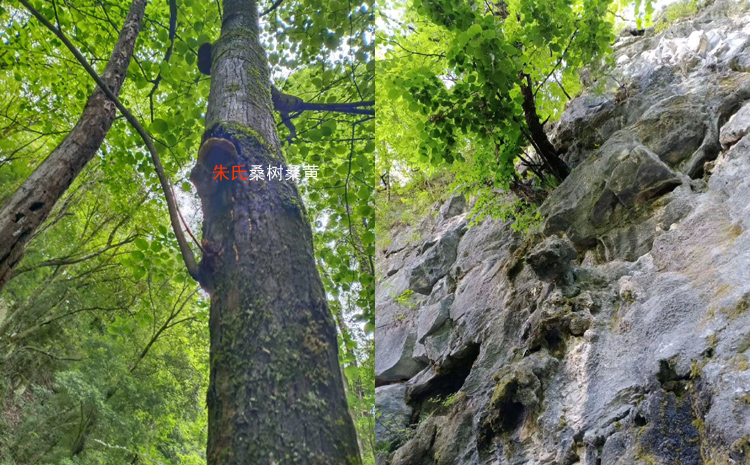 野生桑黃生長在桑樹上的圖片
