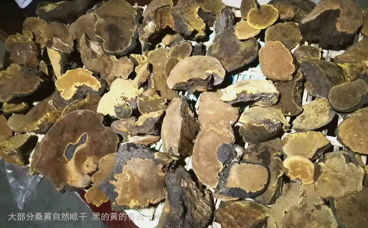 自然晾干的桑樹桑黃圖片