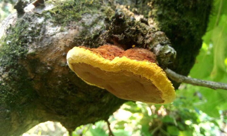 桑樹桑黃圖片 桑樹桑黃圖片