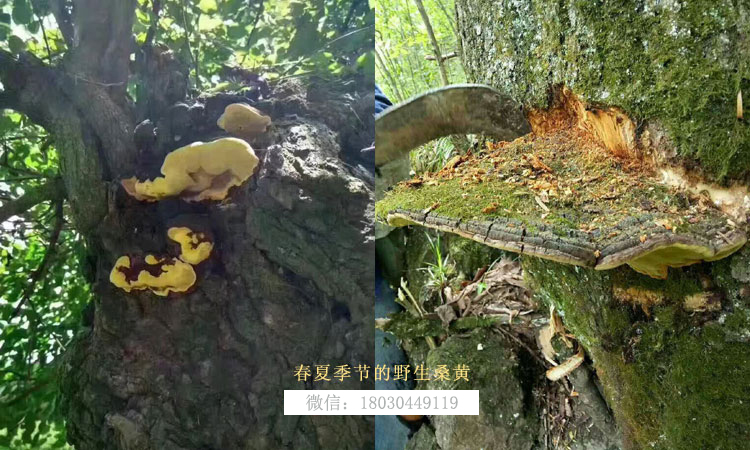 春夏季節(jié)桑樹上的野生桑黃圖片 春夏季節(jié)桑樹上的野生桑黃圖片