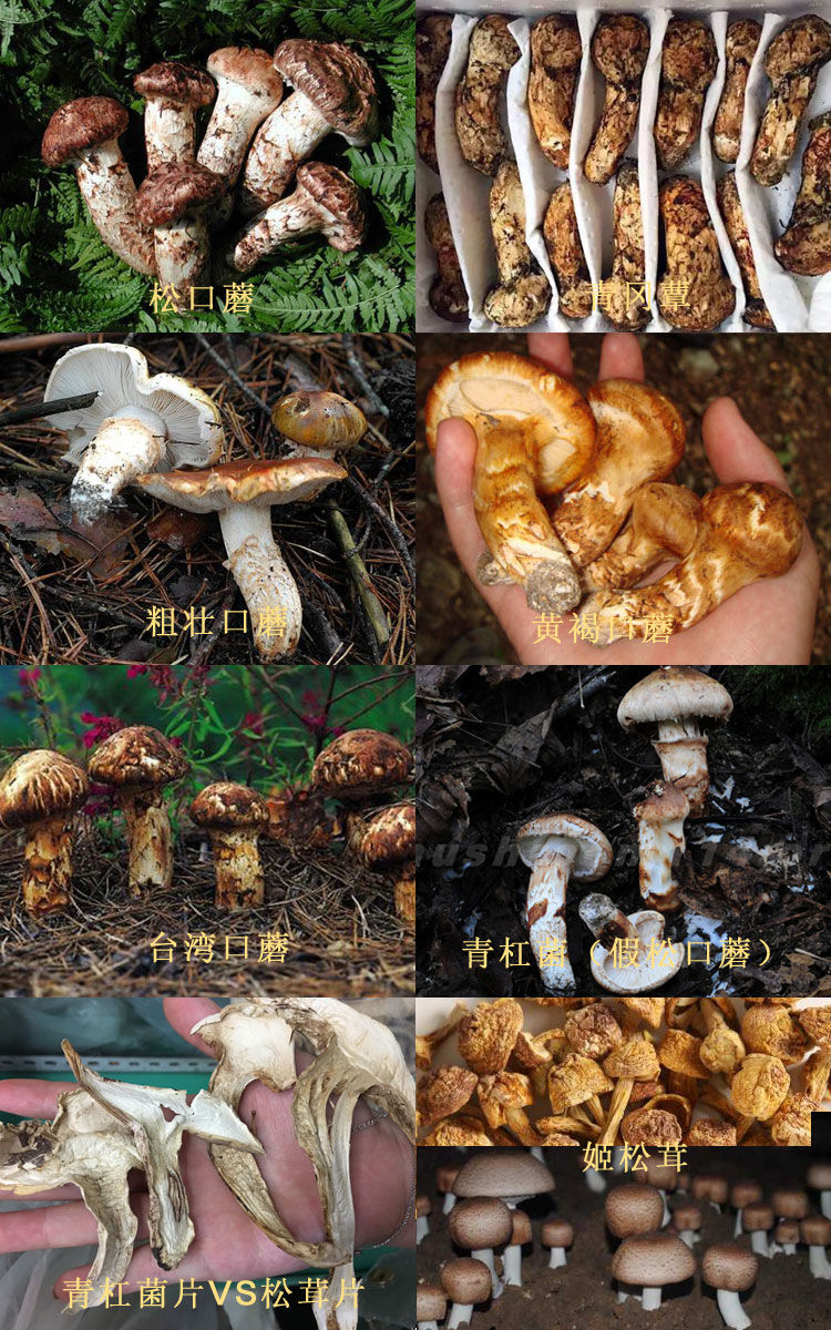 松茸的種類對比圖片 松茸的種類對比圖片