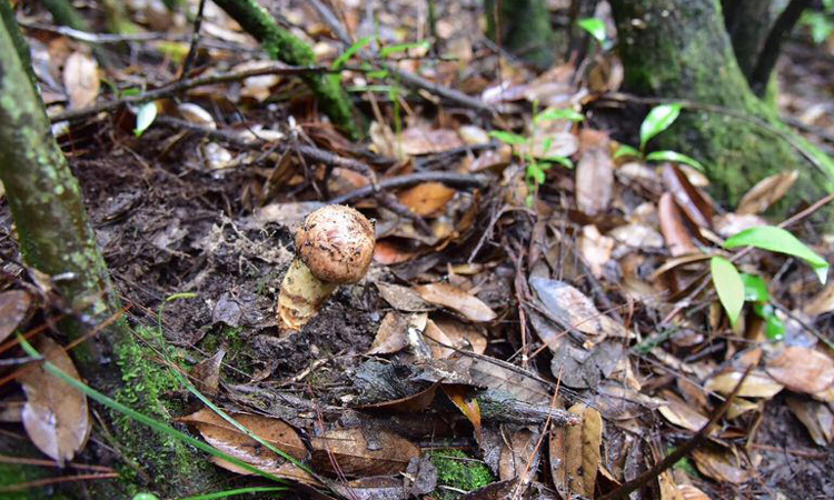 野生新鮮松茸生長環境圖片 野生新鮮松茸生長環境圖片