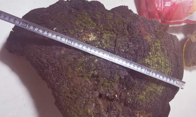 百年桑樹桑黃皮面圖片 百年桑樹桑黃皮面圖片