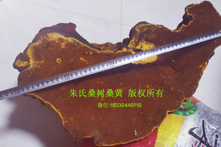 百年桑樹桑黃肉面圖片 百年桑樹桑黃肉面圖片