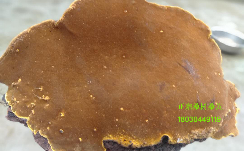 桑樹桑黃圖片 桑樹桑黃圖片