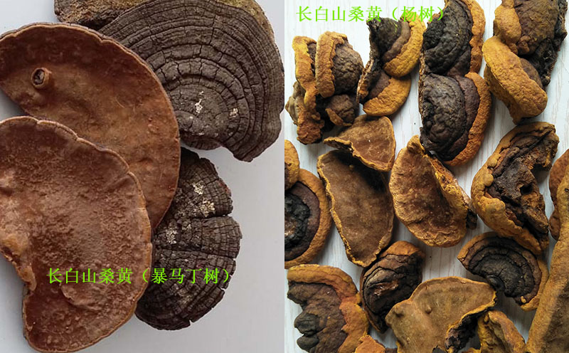 長白山桑黃圖片 長白山桑黃圖片