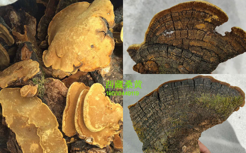 西藏桑黃圖片 西藏桑黃圖片