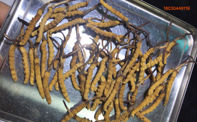 那區蟲草3條1克圖片 那區蟲草3條1克圖片