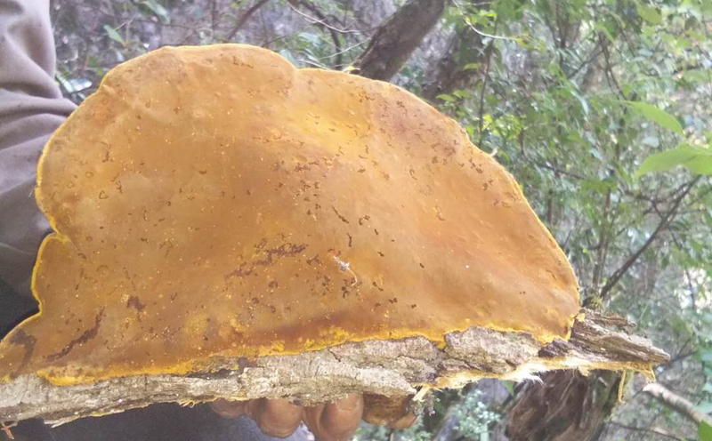 新鮮桑黃圖片 新鮮桑黃圖片