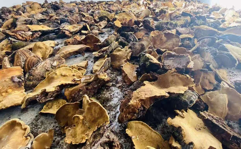 西藏桑黃圖片 西藏桑黃圖片