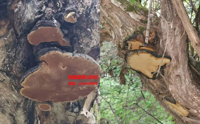 西藏雜樹桑黃圖片 西藏雜樹桑黃圖片