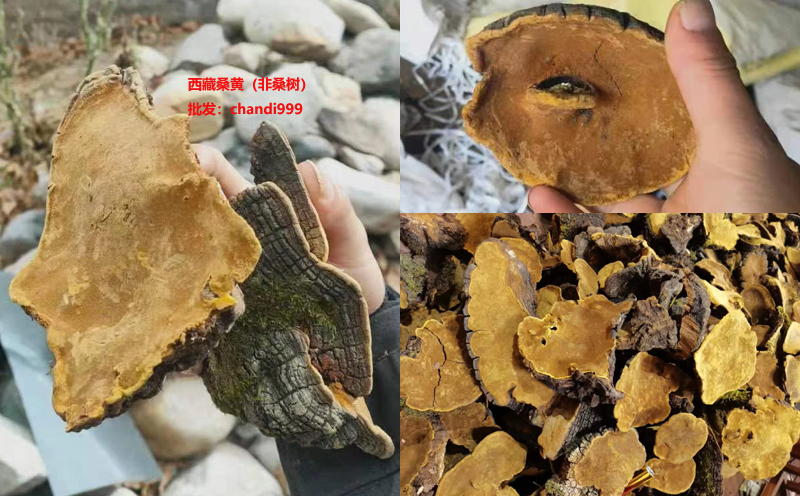 西藏桑黃什么樣子 西藏桑黃什么樣子