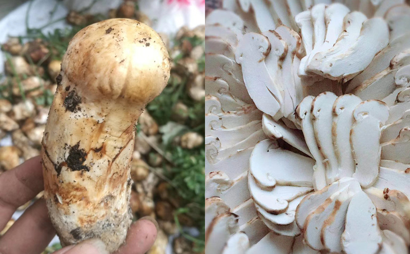 小金松茸細節圖片 小金松茸細節圖片