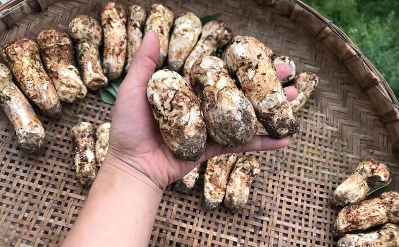 小金松茸圖片 小金松茸圖片