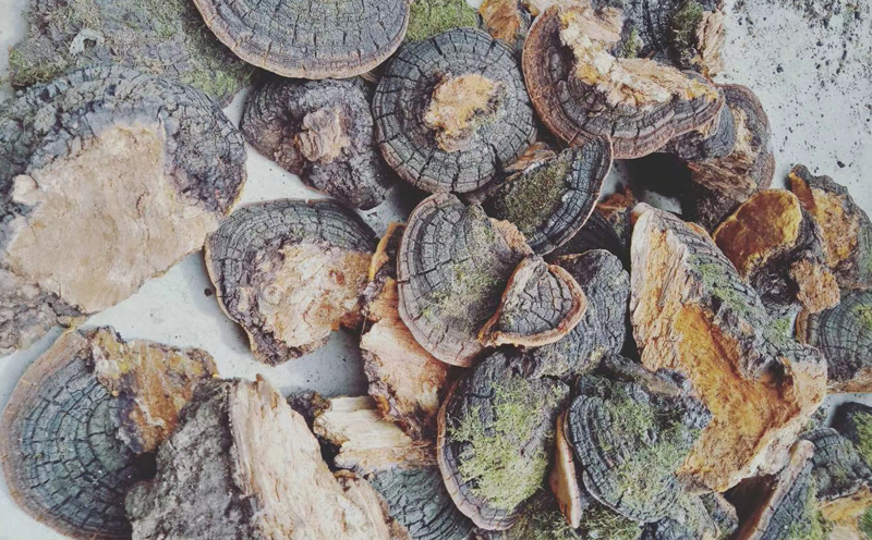 野生桑樹桑黃圖片 野生桑樹桑黃圖片