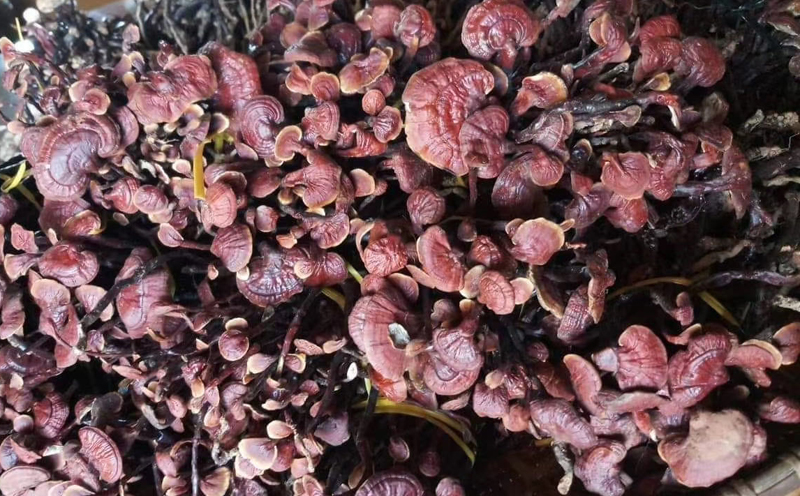 野生靈芝王圖 野生靈芝王圖