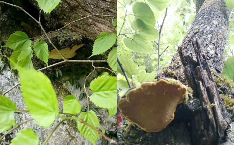 桑樹上的桑黃圖片 桑樹上的桑黃圖片