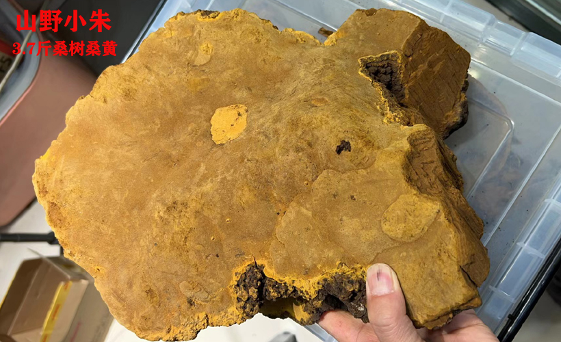 野生桑黃圖片2 野生桑黃圖片2